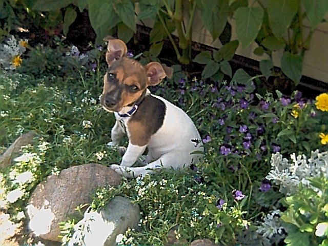 dog2