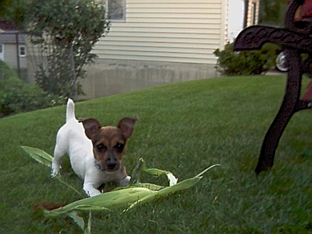 dog2