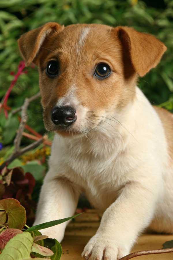 puppy
