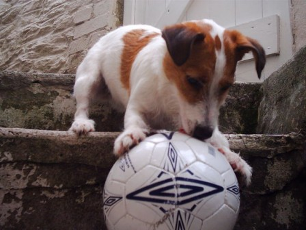 dog5